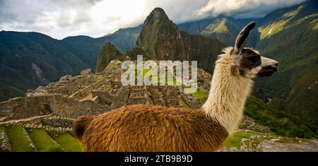 Lama (Lama glama) und rekonstruierte Steinhäuser auf Machu Picchu; Peru Stockfoto