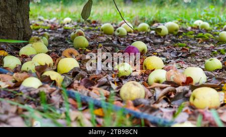 Die Nahaufnahme der Äpfel fiel auf den Boden Stockfoto