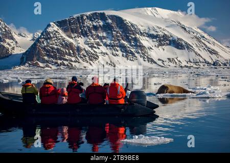 Ökotouristen beobachten ein weibliches Walross (Odobenus rosmarus) auf Eis; Hornsund, Spitzbergen, Svalbard Archipel, Norwegen Stockfoto
