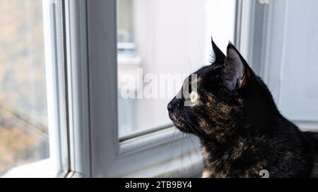 Junge Schildpatt-Katze, die aus dem Fenster schaut. Stockfoto