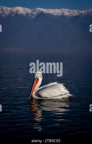 Dalmatinischer Pelikan (Pelecanus crispus) schwimmt auf dem See in der Nähe von Bergen; Zentralmakedonien, Griechenland Stockfoto