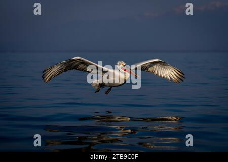 Dalmatinischer Pelikan (Pelecanus crispus) gleitet über den See neben Bergen; Zentralmakedonien, Griechenland Stockfoto