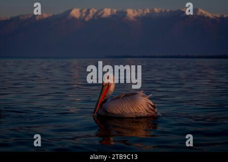 Dalmatinischer Pelikan (Pelecanus crispus) schwimmt am See vorbei an Bergen; Zentralmakedonien, Griechenland Stockfoto