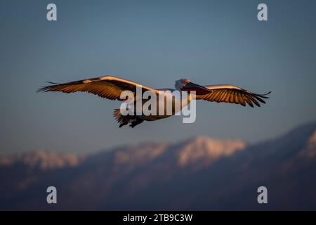 Dalmatinischer Pelikan (Pelecanus crispus) gleitet über Berge im blauen Himmel; Zentralmakedonien, Griechenland Stockfoto