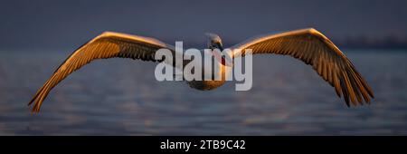 Panorama des dalmatinischen Pelikans (Pelecanus crispus), der über den violetten See gleitet; Zentralmakedonien, Griechenland Stockfoto