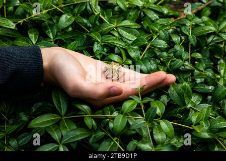 Nahaufnahme der Hand eines kleinen Jungen, der während des Urlaubs einen kleinen Frosch an grünen Blättern hält; Sicamous, British Columbia, Kanada Stockfoto