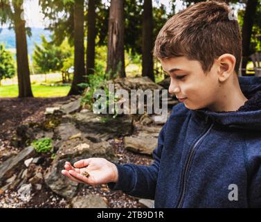 Nahaufnahme eines Jungen, der während seines Urlaubs einen kleinen Frosch in der Hand hält; Sicamous, British Columbia, Kanada Stockfoto