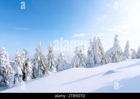 Malerische Winteraufnahme von immergrünen Bäumen auf einer schneebedeckten Berglichtung. Wintergebirgslandschaft Stockfoto