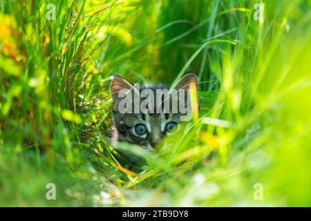 Kleines graues Kätzchen mit blauen Ays, das im Garten im grünen Gras jagt. Haustiere und Tierfotografie Stockfoto