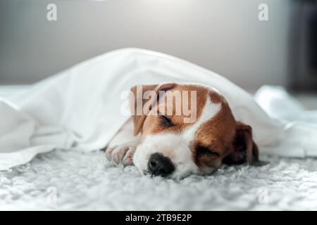 Jack russell Terrier-Welpe schläft unter weißem Laken auf weißem Teppich Stockfoto