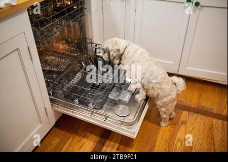 Shih-Tzu-Hund leckt schmutziges Geschirr im Geschirrspüler; Lincoln, Nebraska, USA Stockfoto