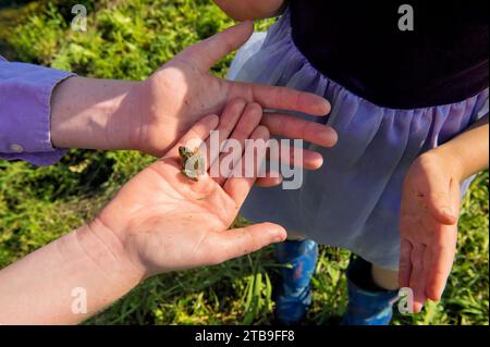 Eine Frau hält einen Blanchard-Kricketfrosch (Acris crepitans blanchardi) in der Hand; Valparaiso, Nebraska, Vereinigte Staaten von Amerika Stockfoto