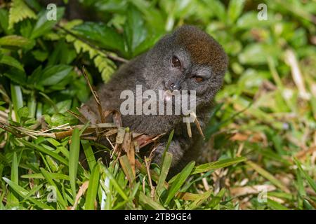 Östlicher kleiner Bambuslemur / grauer sanfter Lemur (Hapalemur griseus), Andasibe-Mantadia Nationalpark, Moramanga, Alaotra-Mangoro, Madagaskar, Afrika Stockfoto