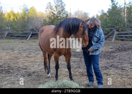 Bäuerin, die eine Bucht pflegt, Pferd (Equus ferus caballus) auf ihrem Bauernhof, stehend im Korral zusammen, Karas Tiere in Beckwith Stockfoto