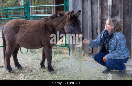 Eine Farmerin, die mit einem Esel (Equus asinus) auf ihrer Farm, Kara's Animals in Beckwith, Ottawa Valley, Ontario, Kanada, kommuniziert Stockfoto