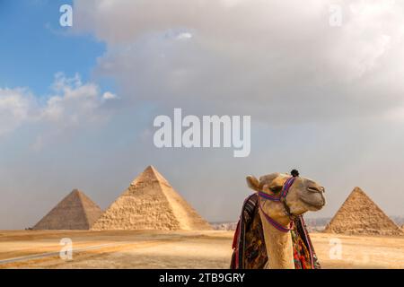 Nahaufnahme eines Kamels (Kamelus) mit den Großen Pyramiden von Gizeh in der Ferne unter einem dramatischen Himmel; Gizeh, Kairo, Ägypten Stockfoto