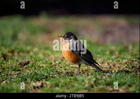 Nahaufnahme eines amerikanischen robins (Turdus migratorius) auf dem Gras; Lincoln, Nebraska, Vereinigte Staaten von Amerika Stockfoto