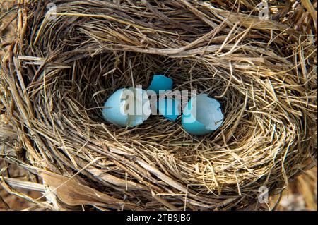 Gebrütete robin-Eier in einem Nest; Lincoln, Nebraska, Vereinigte Staaten von Amerika Stockfoto