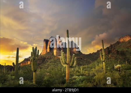 Sonnenuntergang mit Cholla-Kakteen und Suguaro-Kakteen. Superstion Mountains, Arizona Stockfoto