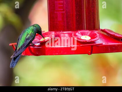 Der lebhafte Schwarzbauchkolibris Eupherusa nigriventris, der in Mittelamerika beheimatet ist. Bewundern Sie das schillernde Gefieder und den schnellen, anmutigen Flug. A s Stockfoto