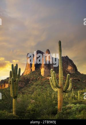 Sonnenuntergang mit Cholla-Kakteen und Suguaro-Kakteen. Superstion Mountains, Arizona Stockfoto