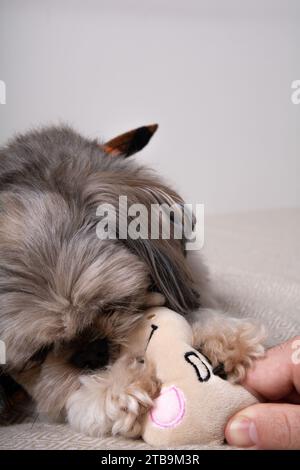 Fotografie, Shih Tzu, Biss, Tierkörperteile, Haustiere, Hund, Haustier, niedlich, Tier, Porträt, aussehen, Spielzeug, Rasse, reinrassig, Hundespielzeug, freundlich, Stockfoto