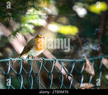 Nahaufnahme eines europäischen robinvogels, der auf einem Zaun sitzt Stockfoto