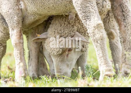 Mehrere Merino züchten Schafe, die auf einer Weide in Südafrika weiden Stockfoto