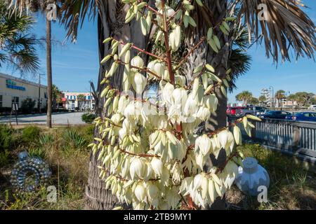 Weiße blühende Yucca Pflanze (Yucca filamentosa), Adams Nadel and Thread Yucca Pflanze blühende Pflanze in der Familie Sparagaceae, die in den USA beheimatet ist Stockfoto