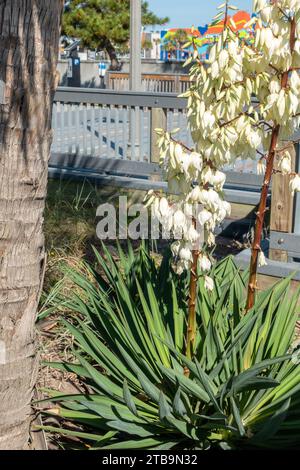 Weiße blühende Yucca Pflanze (Yucca filamentosa), Adams Nadel and Thread Yucca Pflanze blühende Pflanze in der Familie Sparagaceae, die in den USA beheimatet ist Stockfoto