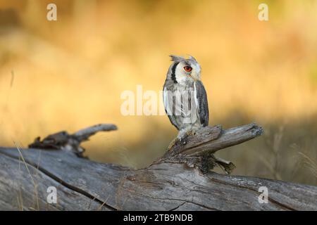 Nordkauz, Otus leucotis, kleiner Vogel im Naturraum Afrikas. Eule in der afrikanischen Savanne. Ein Tier sitzt auf dem Baumzweig. Wildl Stockfoto