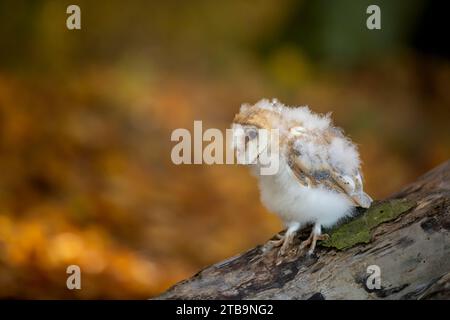 Gegen Abend mit Vogel. Nistung von Scheuneneule, die am Abend in der Nähe des Baumstamms sitzt, mit schönem Licht in der Nähe des Nestlochs. Tierwelt aus der Natur. Stockfoto