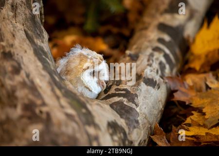 Gegen Abend mit Vogel. Nistung von Scheuneneule versteckt in der Nähe des Baumstamms am Abend mit schönem Licht in der Nähe des Nestlochs. Tierwelt aus der Natur. Stockfoto