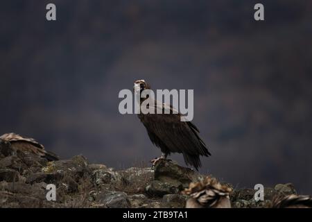 Wiedereinführung von Kaninergeier im Rhodopen-Gebirge. Schwarzer Geier auf dem Gipfel der bulgarischen Berge. Ornithologie im Winter. Stockfoto