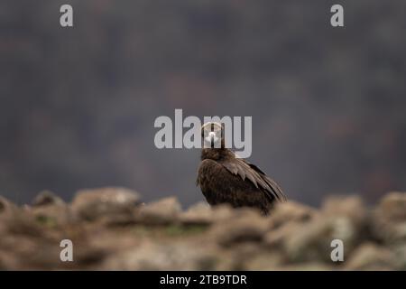 Wiedereinführung von Kaninergeier im Rhodopen-Gebirge. Schwarzer Geier auf dem Gipfel der bulgarischen Berge. Ornithologie im Winter. Stockfoto