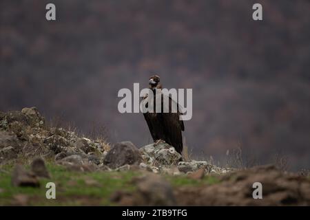 Wiedereinführung von Kaninergeier im Rhodopen-Gebirge. Schwarzer Geier auf dem Gipfel der bulgarischen Berge. Ornithologie im Winter. Stockfoto