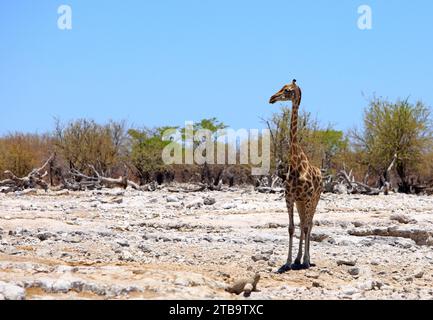 Eine einsame Giraffe (Giraffa Camelopardalis), die auf die trockene, felsige afrikanische Savanne im Etosha-Nationalpark blickt Stockfoto