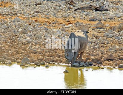 Ein schwarzes Nashorn trinkt in einem afrikanischen Wasserloch im Etosha-Nationalpark, Namibia, Afrika Stockfoto