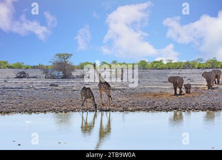 Zwei Giraffen an einem Wasserloch, einer mit Kopf nach unten, der andere sieht eine Elefantenherde an, die auch einen Drink nimmt Stockfoto