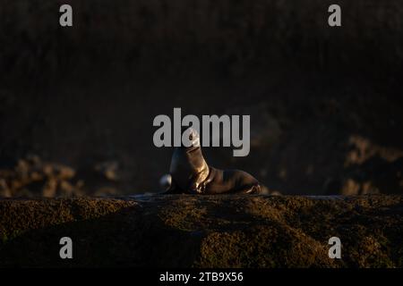 Südlicher Seelöwe auf der Klippe auf der Halbinsel Valdés. Seelöwen bei Sonnenaufgang. Kolonie von Otaria byronia auf der Klippe. Stockfoto