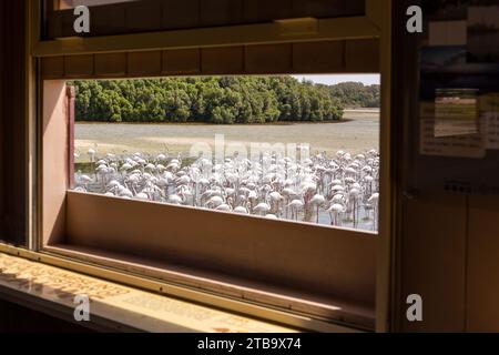 Dubai, VAE, 18.09.22. Blick auf die großen Flamingos (Phoenicopterus roseus) im Ras Al Khor Wildlife Sanctuary in Dubai, das von Vogelhäuten aus in der Lagune watet. Stockfoto