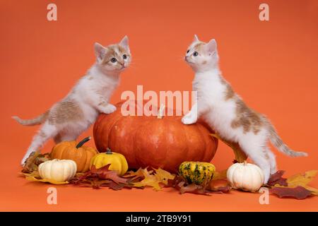 Zwei Weiße und Ingwerkatzen, Kätzchen sitzen auf einem Kürbis in einem Stillleben in Orange Stockfoto