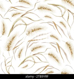 Nahtloses Weizenmuster. Getreideohren sind von Hand auf weißem Hintergrund gezeichnet. Aquarellverzierung von Hafer- und Roggenpflanzenstielen. Stockfoto