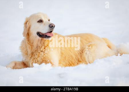 Ein goldener Retriever liegt im Schnee und schaut zur Seite Stockfoto