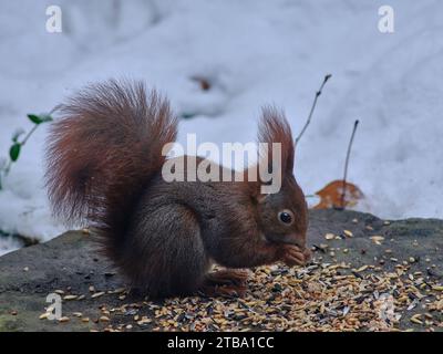 Eichhörnchen isst im Winter Vogelsaat Stockfoto