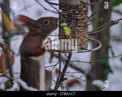 Eichhörnchen isst im Winter Vogelsaat Stockfoto