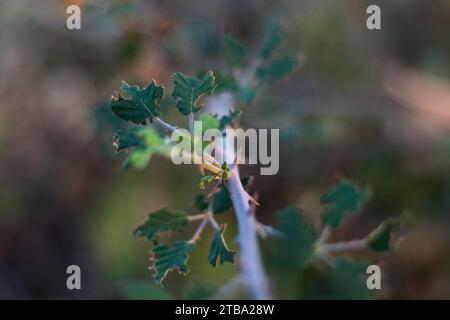 Dornen auf einer wilden brombeere. Unscharfer Hintergrund wilder Brombeere. Dornblättriger Ast. Stockfoto