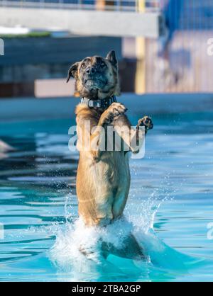 Belgischer Malinois Hund, der in ein Schwimmbad plätschert Stockfoto