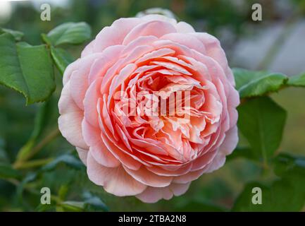 Blühende Rosa Englische Rose im Garten an einem sonnigen Tag. Rose David Austin „Jubilee Celebration“ Hintergrund. Stockfoto