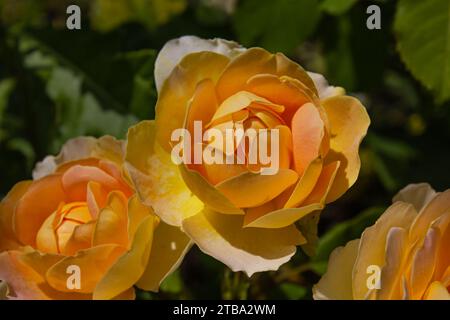 Golden Celebration Rosen oder Rose Golden Celebration mit satten gelben Blütenblättern. Schöne gelbe orange Rosen Blume Hintergrund. Stockfoto